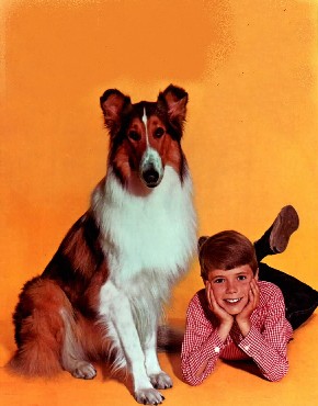 Lassie 1b sml